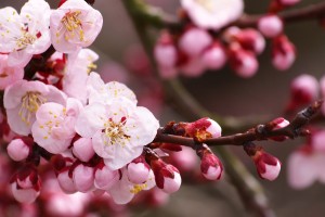 今日分测“微乐辅助神器开挂安卓系统免费”(确实是有挂)-知乎!