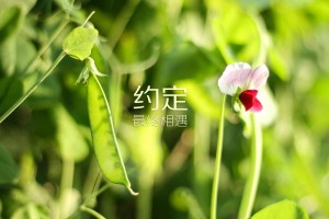 辅助开挂工具“中至麻将挂多少钱”教你开挂详细