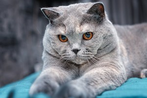 介绍一款“微乐陕西麻将必赢神器”爆光开挂猫腻