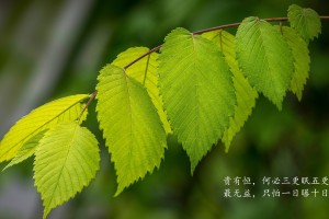 科普实测“微乐江苏麻将万能开挂器”爆光开挂猫腻