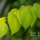教程辅助!“微乐山东麻将开挂神器”附开挂脚本详细步骤