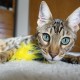 盘点一款“天天斗地主小程序透视”爆光开挂猫腻