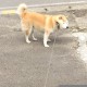 介绍一款“微乐河北麻将有挂吗”教你开挂详细