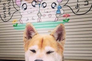 3分钟教程“手机微乐麻将万能开挂器”(原来确实是有挂)